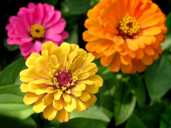 Zinnia Planting in Sebring