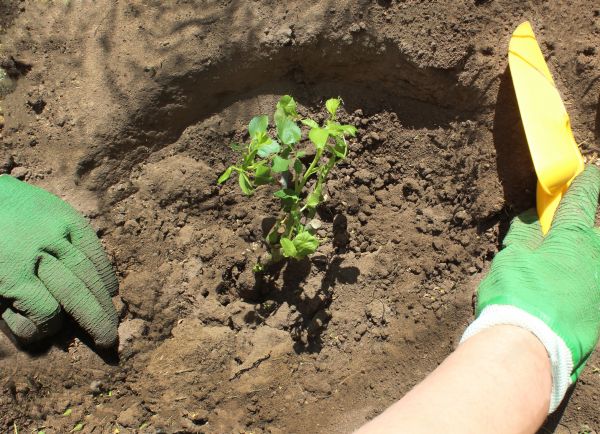 Rose Bush Planting in Sebring