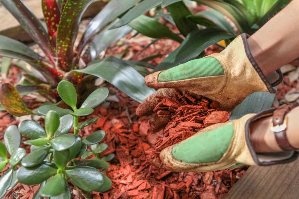 Residential Mulching in Sebring