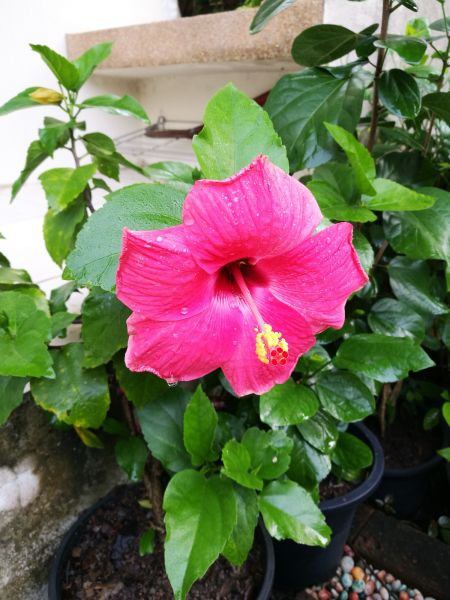 Hibiscus Planting in Sebring