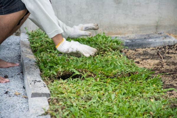 Ground Cover Planting in Sebring