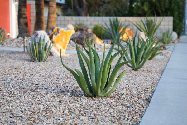 Drought Resistant Landscaping in Sebring