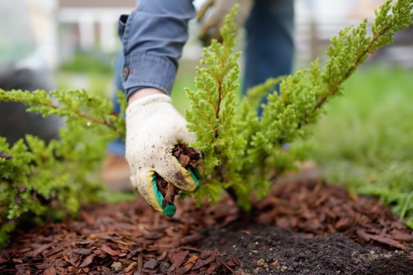 Church Mulching in Sebring