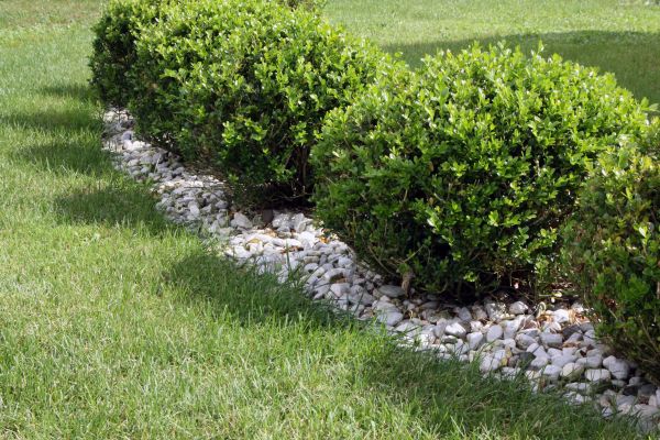 Boxwood Planting in Sebring