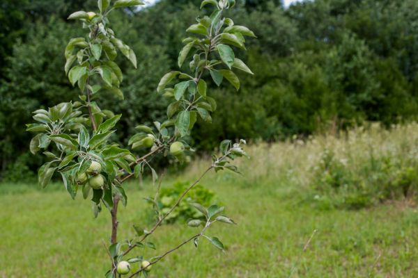 Apple Tree Planting in Sebring