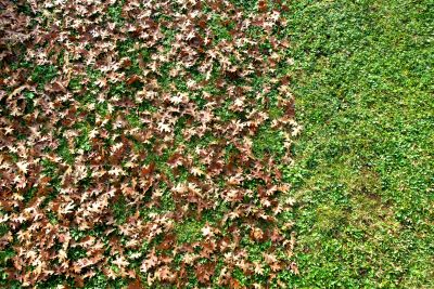 Leaves on the Lawn