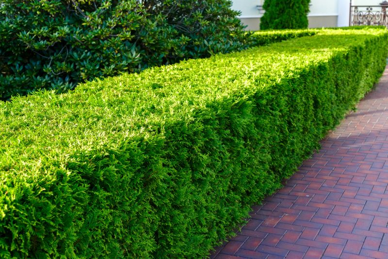 Hedge Landscaping