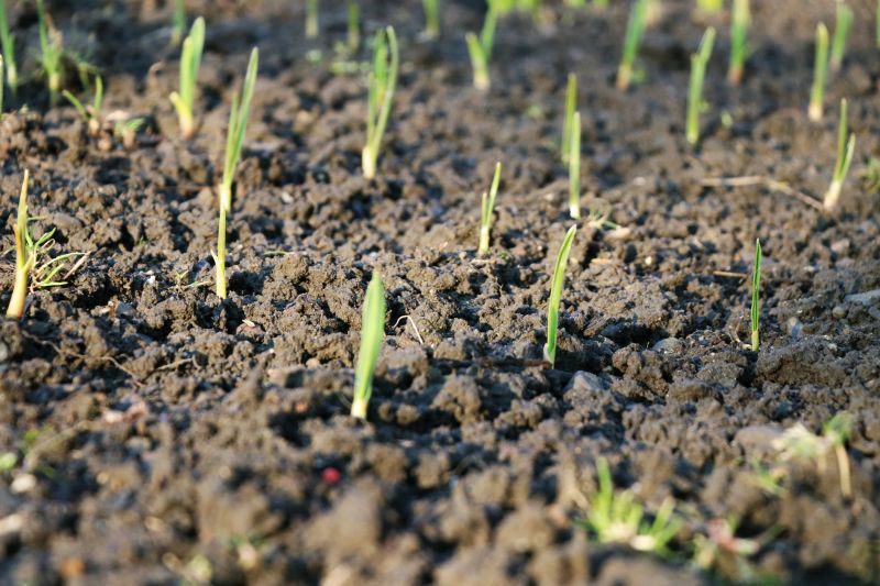 Spring Landscaping in Sebring